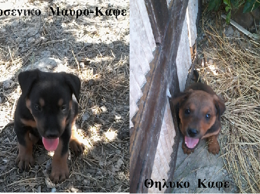PoulaTo: !!! ΠΩΛΟΥΝΤΑΙ  DOBERMAN  κουταβακια  Αρσενικο  +  Θυληκο
